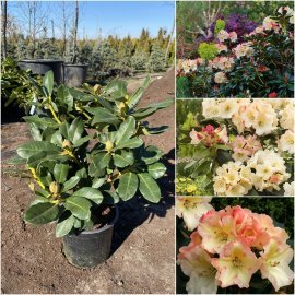 Рододендрон гібридний (Rhododendron hybrida) "Horizon Monarch" / контейнер C4 L
