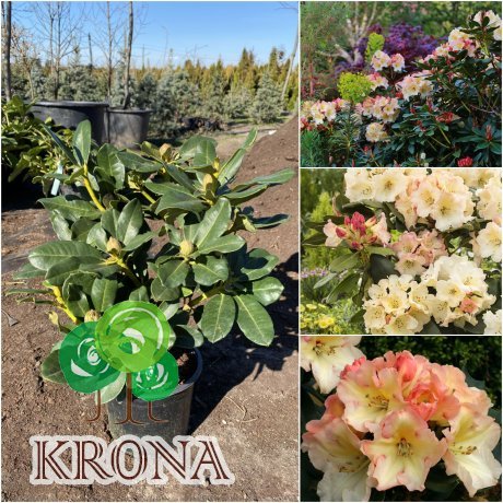 Саджанці купити Рододендрон гібридний (Rhododendron hybrida) "Horizon Monarch" / контейнер C4 L