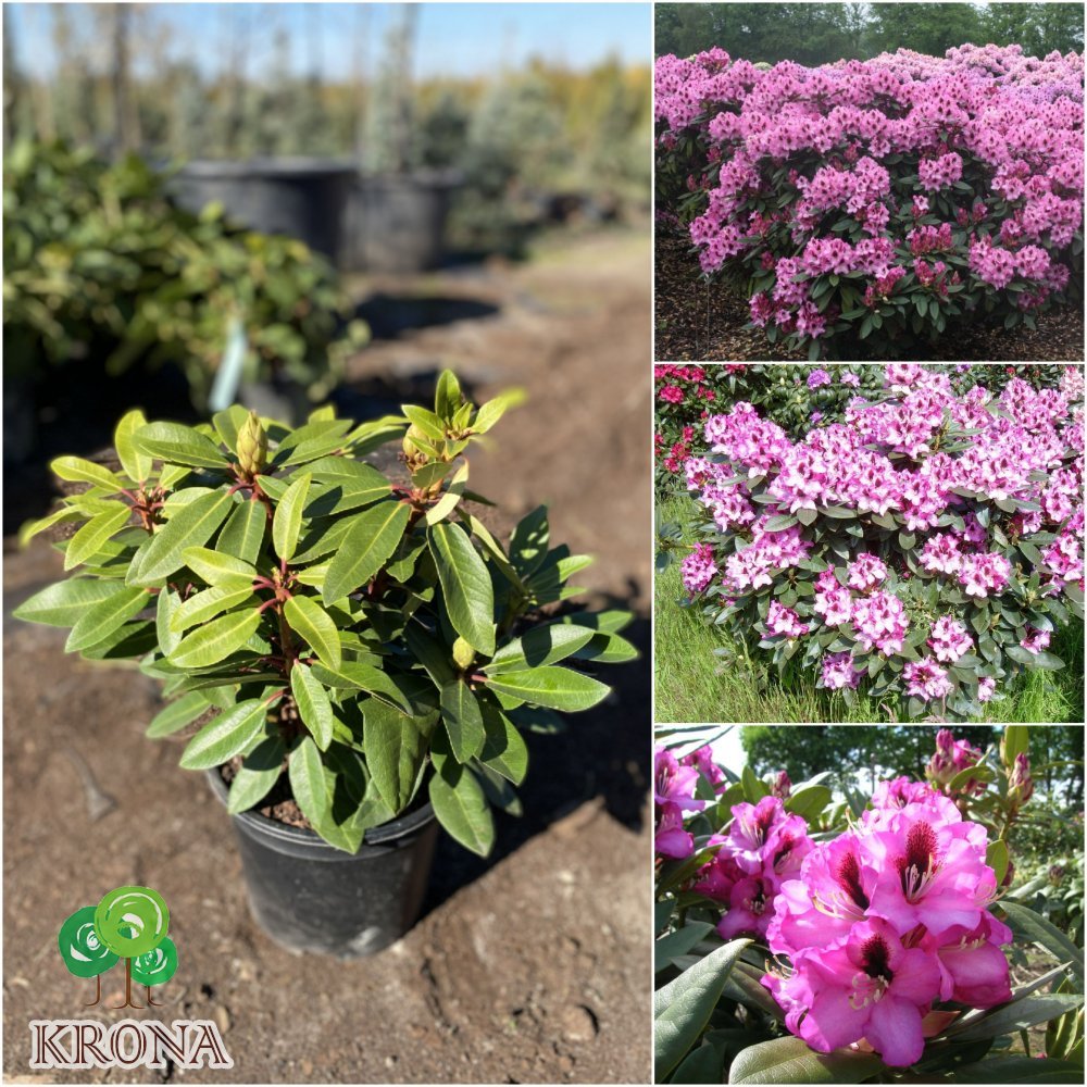 Саджанці купити Рододендрон гібридний (Rhododendron hybrida) "Kokardia" / контейнер C4 L