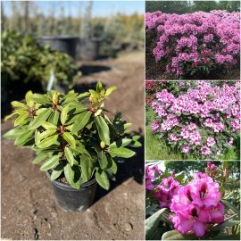 Рододендрон гібридний (Rhododendron hybrida) "Kokardia" / контейнер C4 L