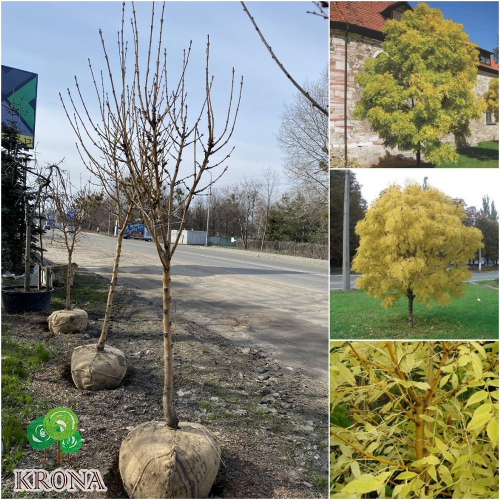Саджанці купити Ясен золотистий (Fraxinus Golden) "Jaspidea" /Н 250 см+/АЛЕ 13-16 см/ кому