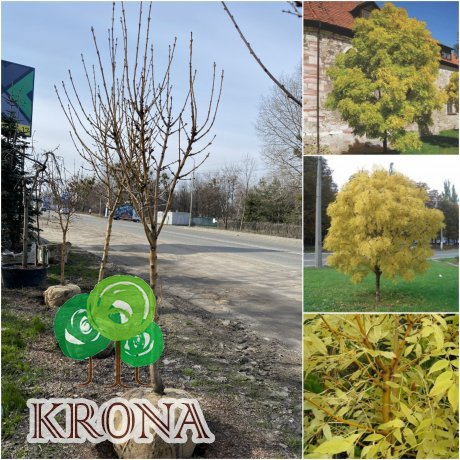Саджанці купити Ясен золотистий (Fraxinus Golden) "Jaspidea" /Н 250 см+/АЛЕ 13-16 см/ кому