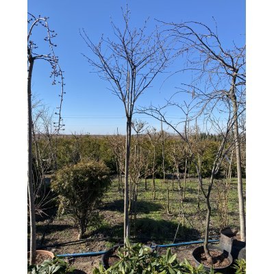 Саджанці купити Ірга канадська (Amelanchier canadensis) / Stam 140-150 см / АЛЕ 8 см / контейнер