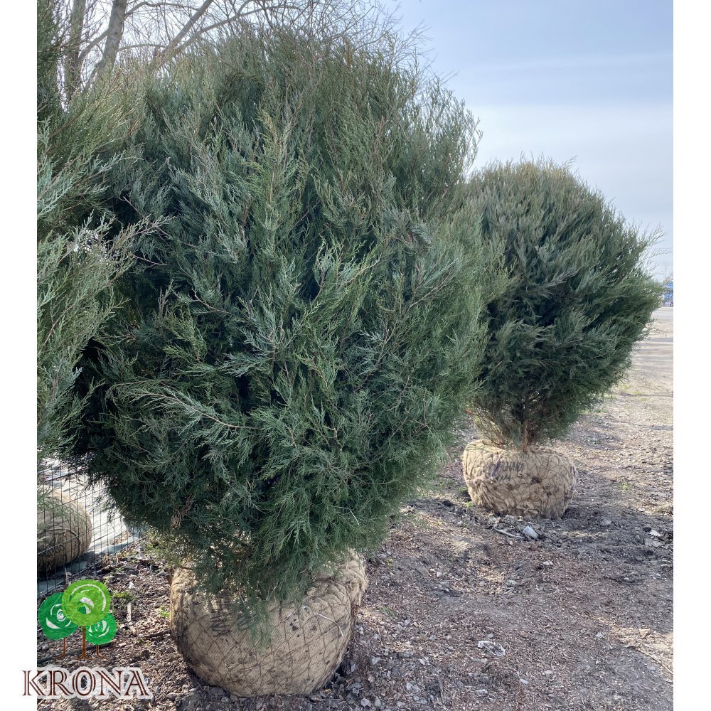 Саджанці купити Ялівець віргінський (Juniperus virginiana) "Burkii" топіар/H 170×170 см/кому