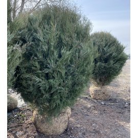 Ялівець віргінський (Juniperus virginiana) "Burkii" топіар/H 170×170 см/кому