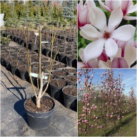 Магнолія Суланжа (Magnolia Soulangea) "Red Lucky" / контейнер С5 L Магнолія Суланжа (Magnolia Soulangea) "Red Lucky" / контейнер С5 L