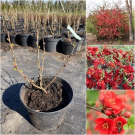 Айва японська / хеномелес (Chaenomeles japonica) "Sargentii" / контейнер С3 L