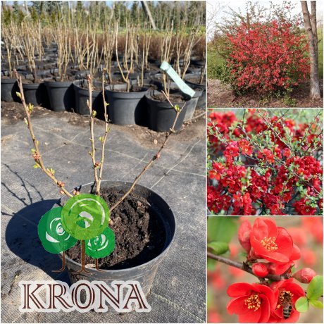 Саджанці купити Айва японська / хеномелес (Chaenomeles japonica) "Sargentii" / контейнер С3 L