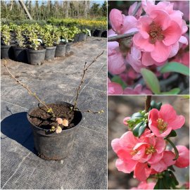 Айва середня / хеномелес середній (Chaenomeles superba) "Pink Trail" / контейнер С5 L