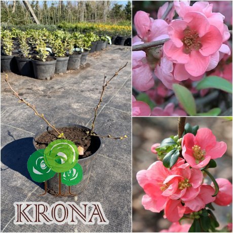Саджанці купити Айва середня / хеномелес середній (Chaenomeles superba) "Pink Trail" / контейнер С5 L