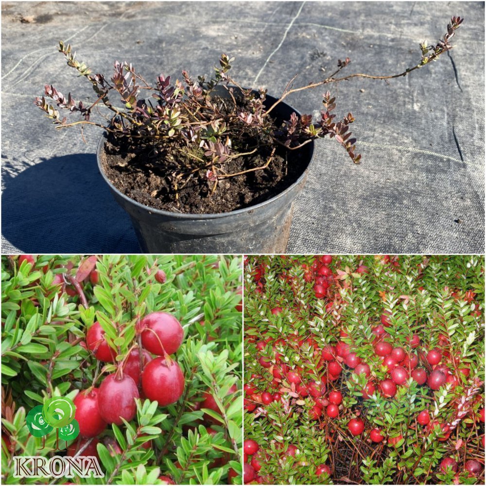 Саджанці купити Журавлина великоплідна (Vaccinium macrocarpon) "McFarlin"/ контейнер С2 L