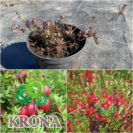 Саджанці купити Журавлина великоплідна (Vaccinium macrocarpon) "McFarlin"/ контейнер С2 L