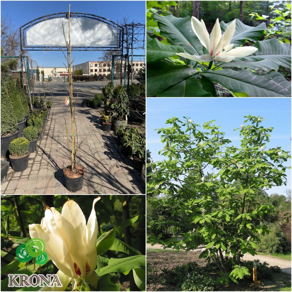Саджанці купити Магнолія трипелюсна (Magnolia tripetala) /Н 200-220 см/ С7.5 L