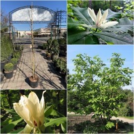 Магнолія трипелюсна (Magnolia tripetala) /Н 200-220 см/ С7.5 L