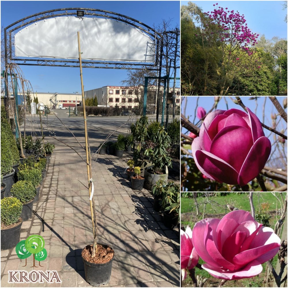 Саджанці купити Магнолія (Magnolia) "Sweet Merlot"/H 120-140 см/контейнер С7.5 L