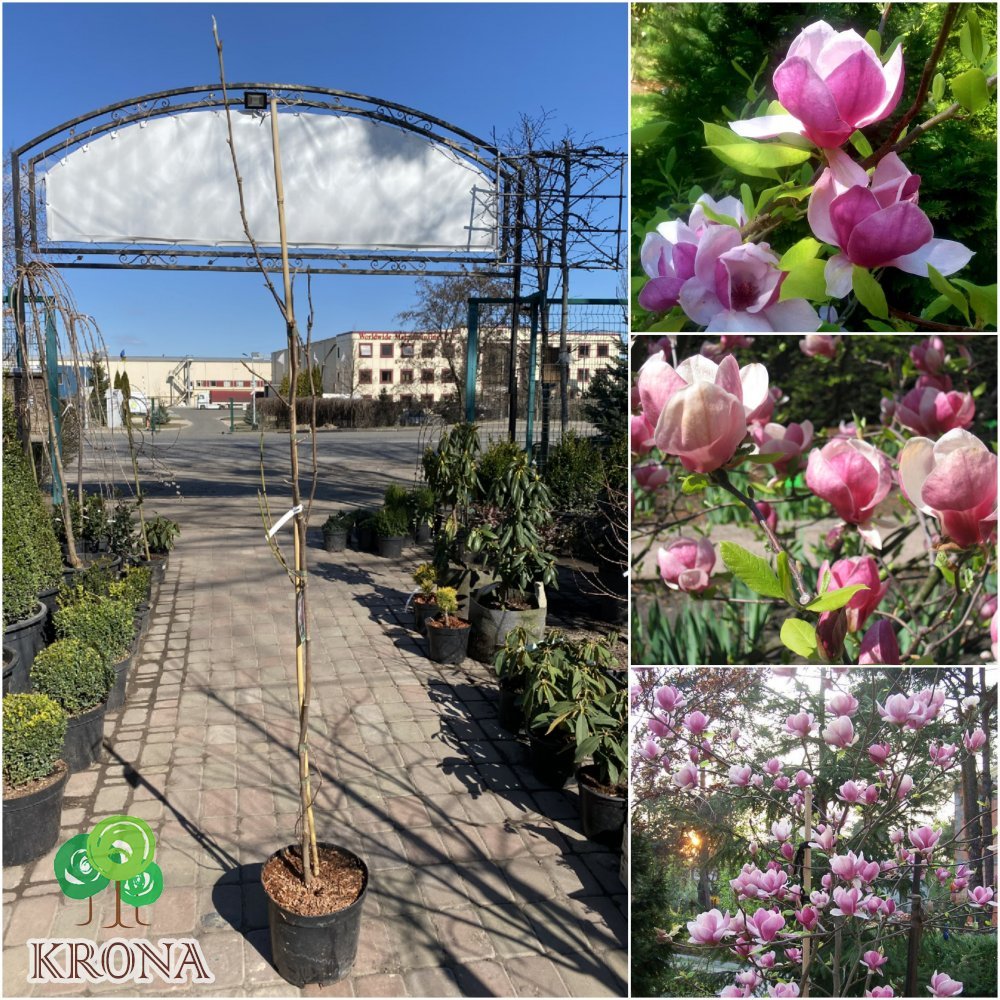 Саджанці купити Магнолія Суланжа (Magnolia soulangeana) "Verbanica"/Н 140-160 см/С7,5 L