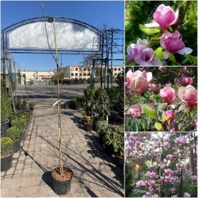 Магнолія Суланжа (Magnolia soulangeana) "Verbanica"/Н 140-160 см/С7,5 L