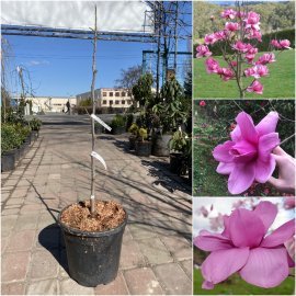 Магнолія (Magnolia) "Purple Sensation" / H 80-90 см / контейнер С10 L