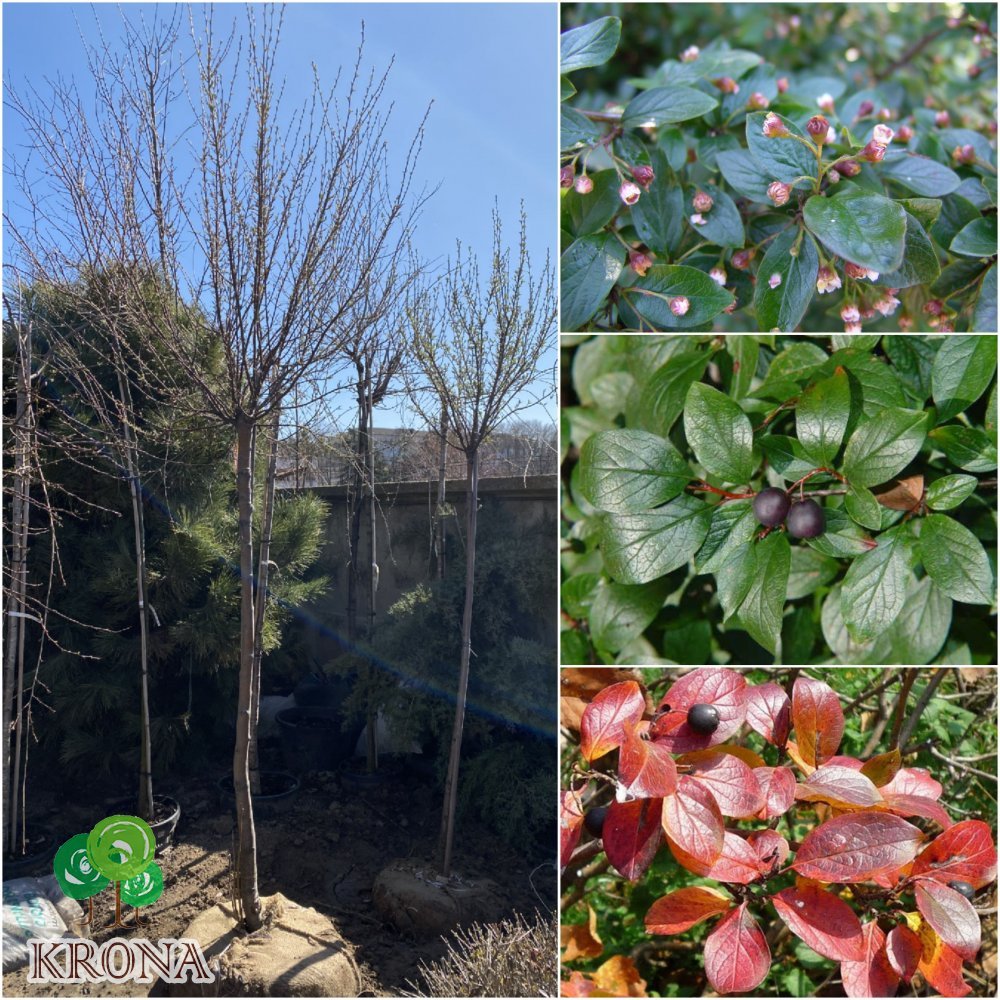 Саджанці купити Кизильник блискучий (Cotoneaster lucidus) /Stam 150-200 см/АЛЕ 12-13 см/ кому