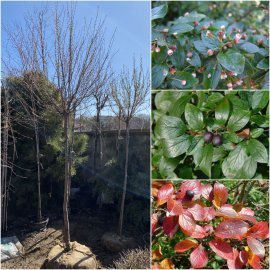 Кизильник блискучий (Cotoneaster lucidus) /Stam 150-200 см/АЛЕ 12-13 см/ кому