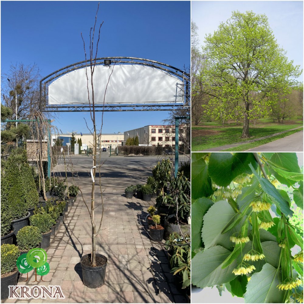 Саджанці купити Липа американська (Tilia americana) "Convexifolia"/Н 180-200 см/контейнер С10 L