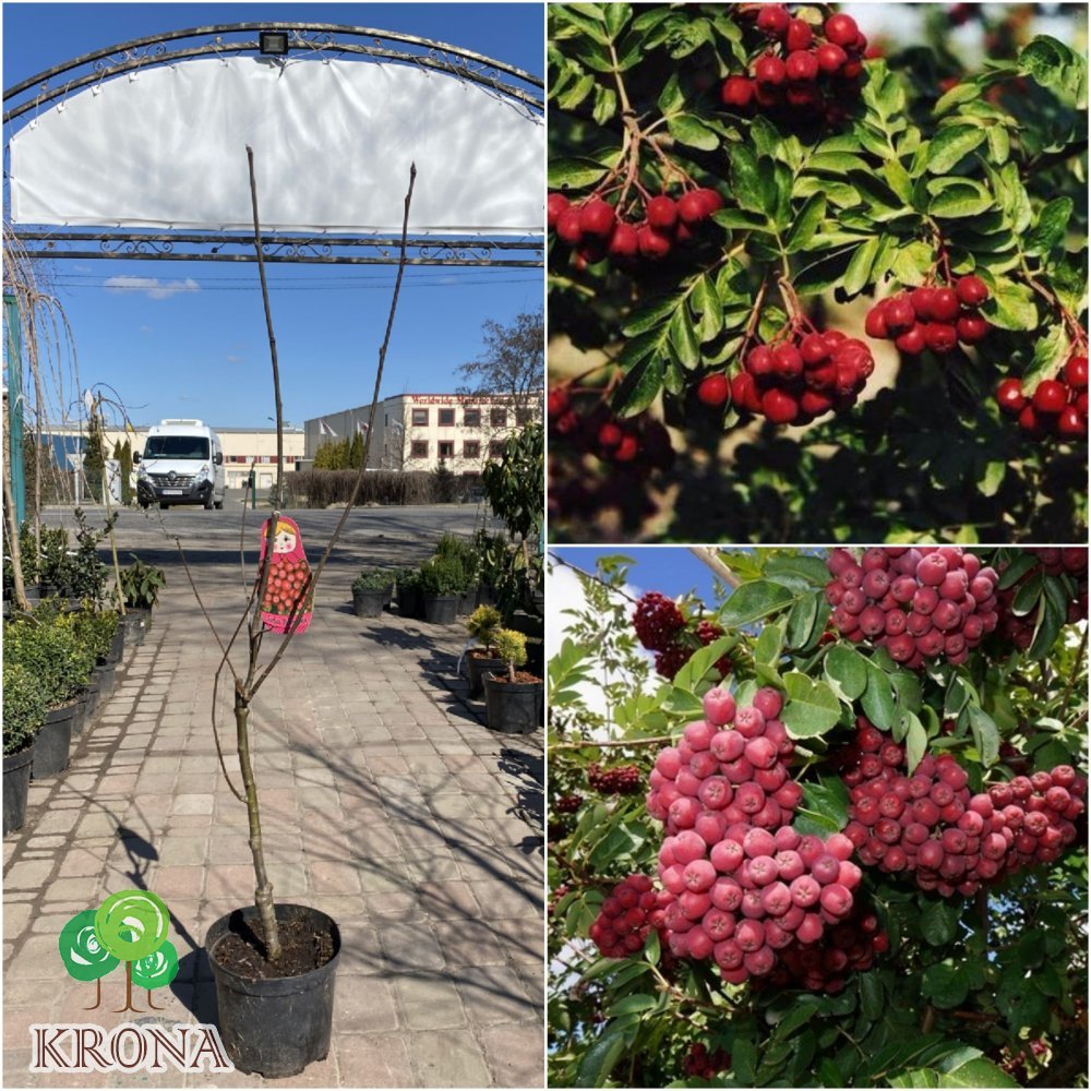 Саджанці купити Горобина звичайна (Sorbus aucuparia) "Rubinovaja"/H 160-170 см/контейнер С5 L