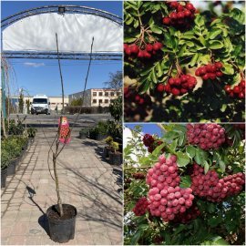 Горобина звичайна (Sorbus aucuparia) "Rubinovaja"/H 160-170 см/контейнер С5 L