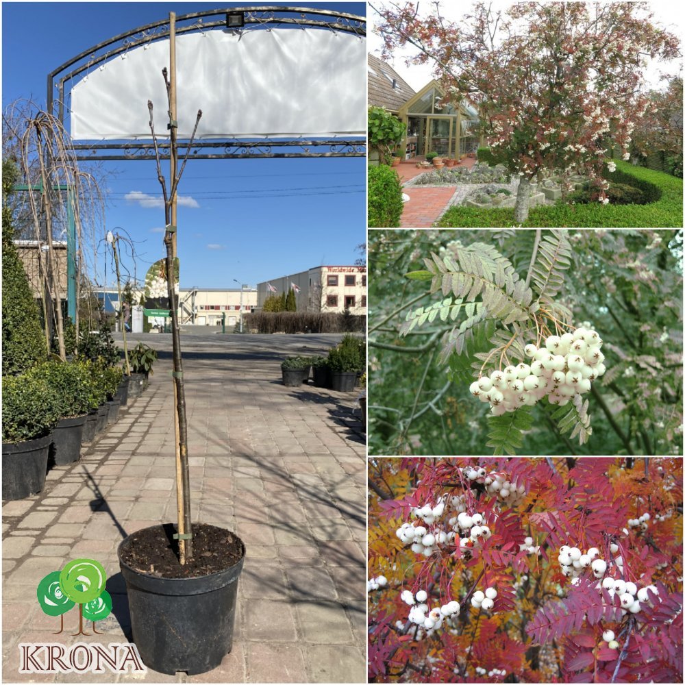 Саджанці купити Горобина Кене (Sorbus koehneana)/Н 80-100 см/С7.5 L