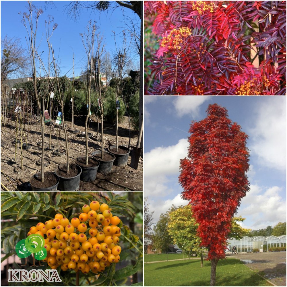 Саджанці купити Горобина звичайна (Sorbus aucuparia) "Autumn Spire" або "Flanrock"/H 240 см/С7.5 L