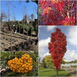 Горобина звичайна (Sorbus aucuparia) "Autumn Spire" або "Flanrock"/H 240 см/С7.5 L