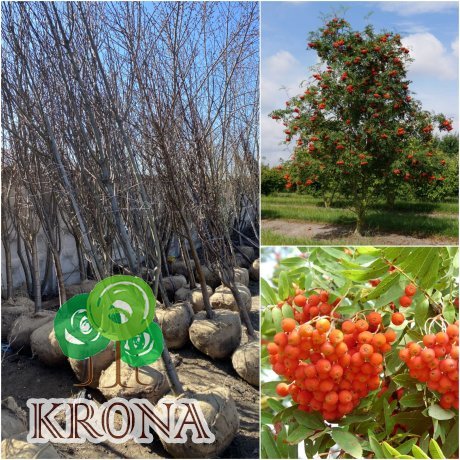 Саджанці купити Горобина звичайна /Н 350-450 см/НО 22-25 см/ ком