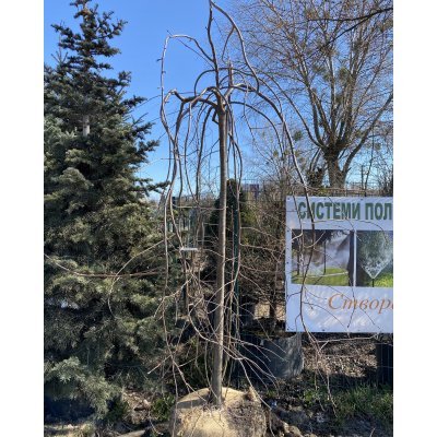 Саджанці купити Горобина звичайна (Sorbus aucuparia) "Pendula" /Stam 150-200 см/АЛЕ 14-16 см/ кому