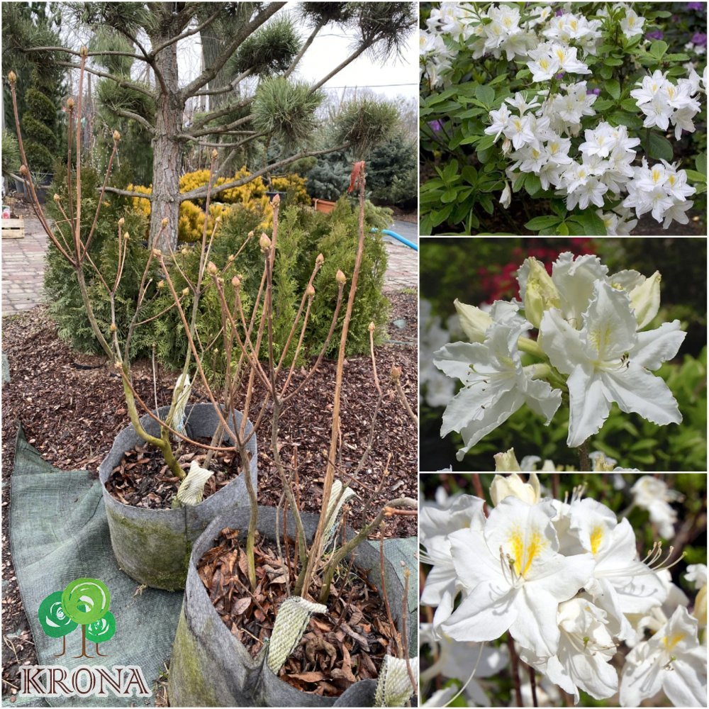 Саджанці купити Рододендрон листопадний / азалія великоквіткова (Rhododendron hybrid) "Oxydol" / Н 100-130 см / контейнер С15 L
