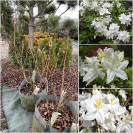 Рододендрон листопадний / азалія великоквіткова (Rhododendron hybrid) "Oxydol" / Н 100-130 см / контейнер С15 L