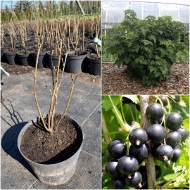 Смородина чорна (Ribes nigrum) "Titania"/контейнер С2 L
