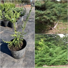 Ялівець Пфітцера (Juniperus pfitzeriana) "Wilhelm Pfitzer"/контейнер C2 L
