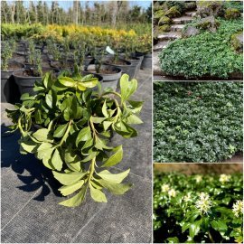 Пахізандра верхівкова (Pachysandra terminalis) "Green Sheen" / контейнер С3 L Пахізандра верхівкова (Pachysandra terminalis) "Green Sheen" / контейнер С3 L