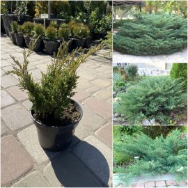 Ялівець козацький (Juniperus sabina) "Glauca" / контейнер С5 L Ялівець козацький (Juniperus sabina) "Glauca" / контейнер С5 L