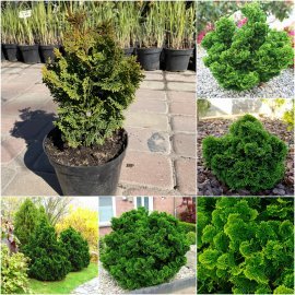 Кіпарисовик тупий (Chmaecyparis obtusa) "Nana Gracilis" / контейнер C3 L Кіпарисовик тупий (Chmaecyparis obtusa) "Nana Gracilis" / контейнер C3 L