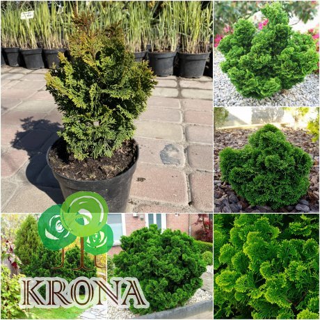 Саджанці купити Кіпарисовик тупий (Chmaecyparis obtusa) "Nana Gracilis" / контейнер C3 L
