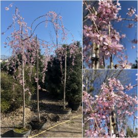 Сакура / слива кудлата (Prunus subhirtella) "Pendula Rosea"/Stam 200-205 см/АЛЕ 16-18 см/контейнер С30 L