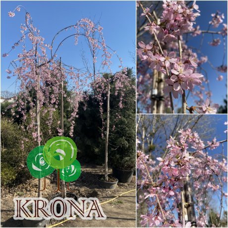 Саджанці купити Сакура / слива кудлата (Prunus subhirtella) "Pendula Rosea"/Stam 200-205 см/АЛЕ 16-18 см/контейнер С30 L