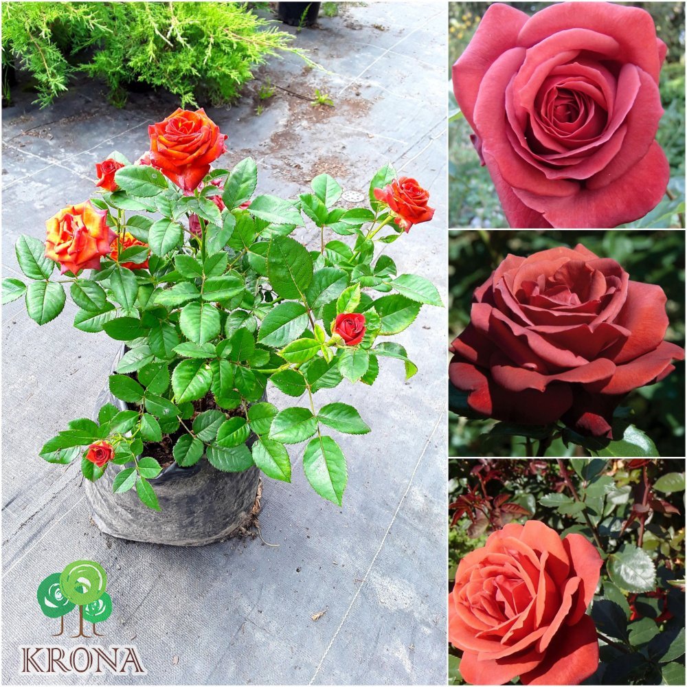 Саджанці купити Троянда "Terracotta"/контейнер С7.5 L