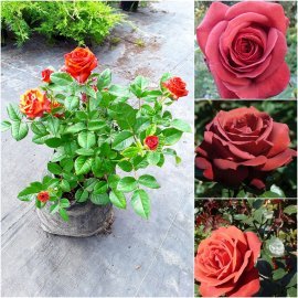 Троянда "Terracotta"/контейнер С7.5 L