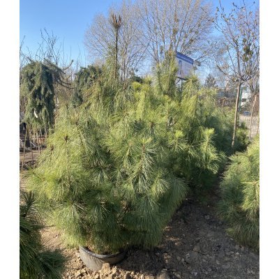 Саджанці купити Сосна гімалайська / Гріффіта (Pinus wallichiana / Griffithii) /Н 140-170 см/ ком