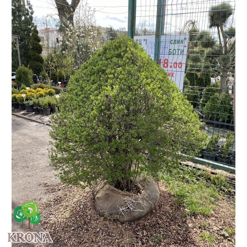 Саджанці купити Бірючина звичайна (лат. Ligustrum vulgare) куб /Н 140х110х110 см/кому