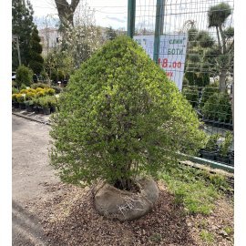 Бірючина звичайна (лат. Ligustrum vulgare) куб /Н 140х110х110 см/кому