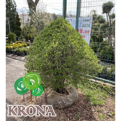 Саджанці купити Бірючина звичайна (лат. Ligustrum vulgare) куб /Н 140х110х110 см/кому