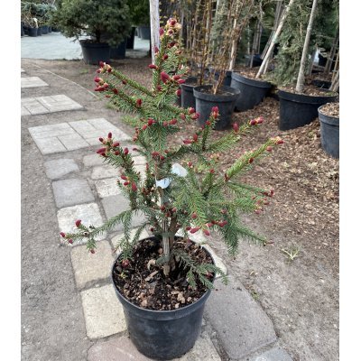 Саджанці купити Ялина звичайна (Picea abies) "Rydal" / H 40-50 см / контейнер С5 L