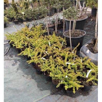 Саджанці купити Барбарис Тунберга (Berberis thunbergii) "Sunsation" / контейнер С2 L